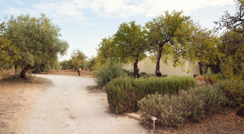 Photo of Noto & Lemons