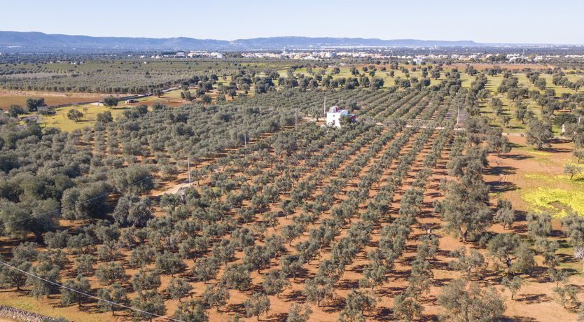 Photo of Saffron & Rosemary