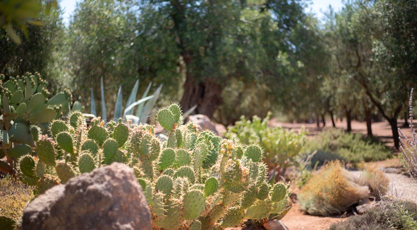 Photo of Saffron & Rosemary