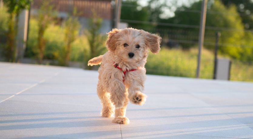 Photo of Promenade on the Shore