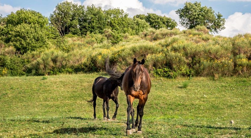 Photo of Rusticana Retreat