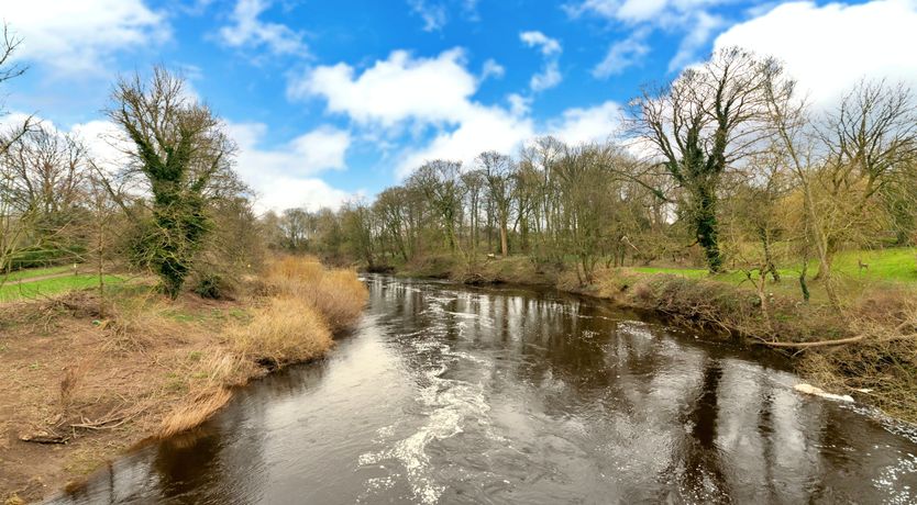 Photo of The Lofty Lily