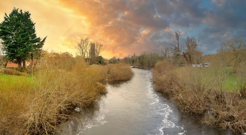 Photo of The Lofty Lily
