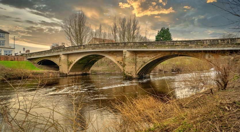 Photo of The Lofty Lily