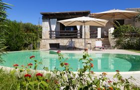 Photo of vervain-in-bloom