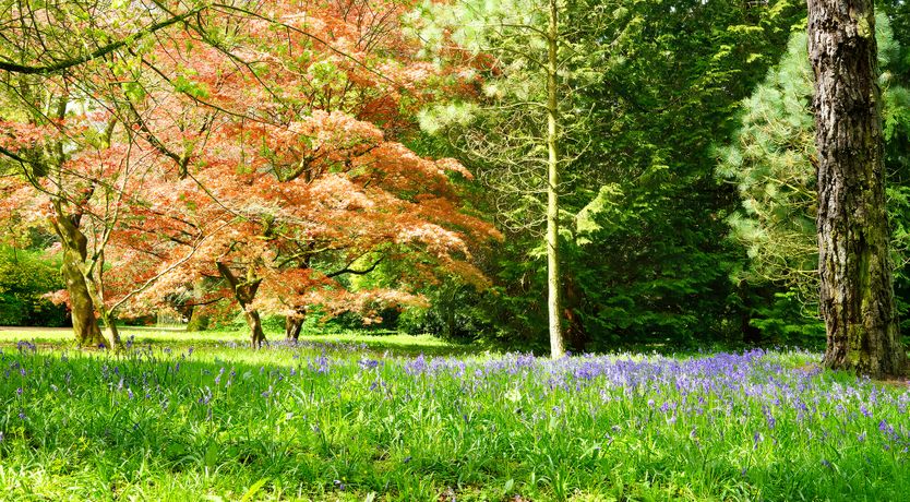 Photo of The Blue Bells