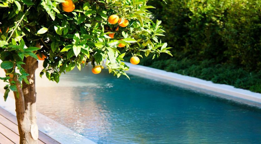 Photo of Zesty Mandarin