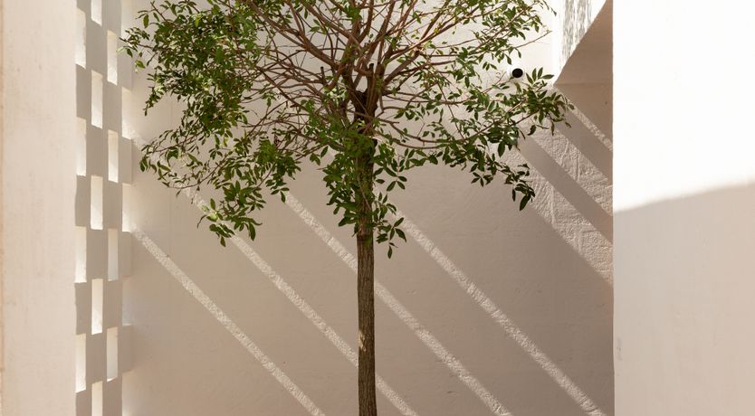 Photo of Pomegranate Wishes