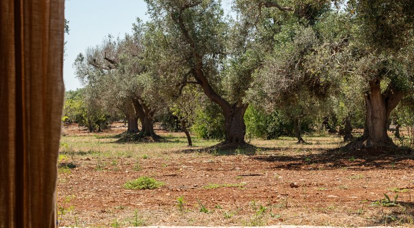 Photo of Pomegranate Wishes