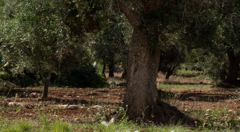 Photo of Pomegranate Wishes