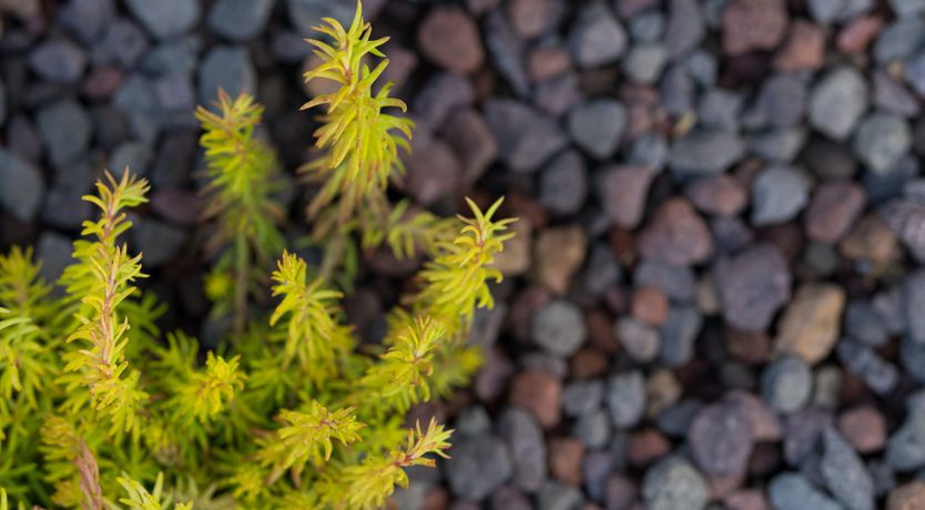 Photo of Aegean Overture