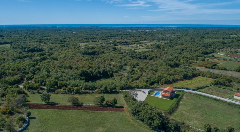 Photo of Sunflowers in Spring