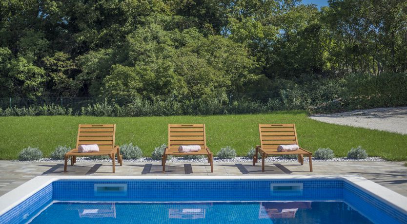 Photo of Sunflowers in Spring