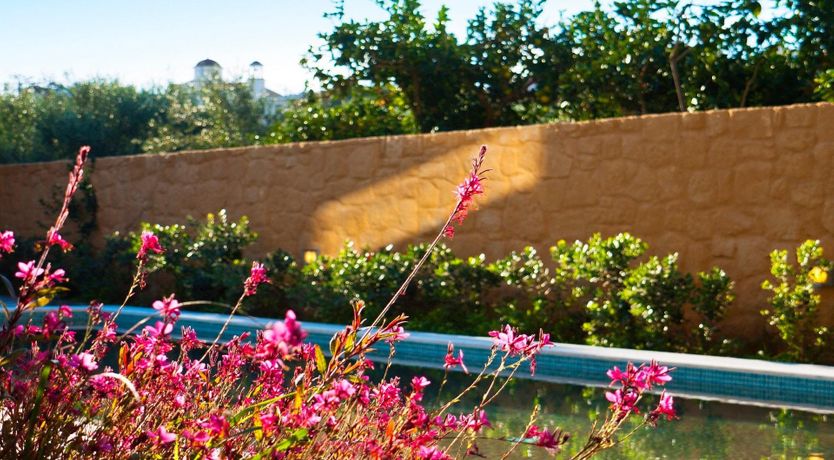 Photo of Psilolia Olive