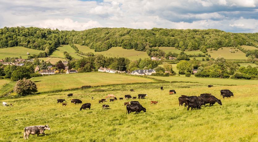 Photo of Tea, Flowers & Trees