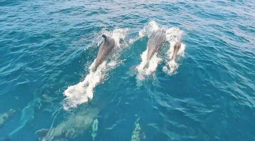 Photo of The Seaward Sojourn