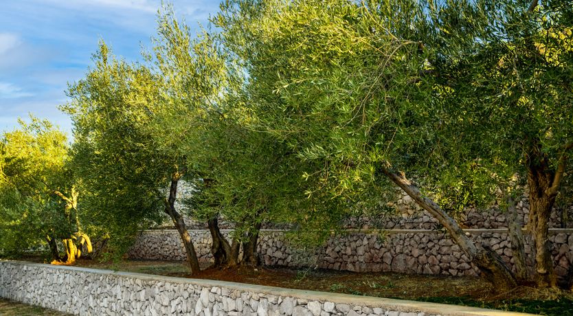 Photo of The Tomato Tree