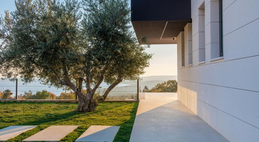 Photo of The Tomato Tree