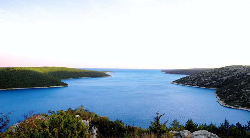 Photo of The Tomato Tree