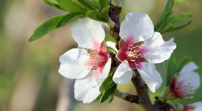 Photo of The Uszdžeg