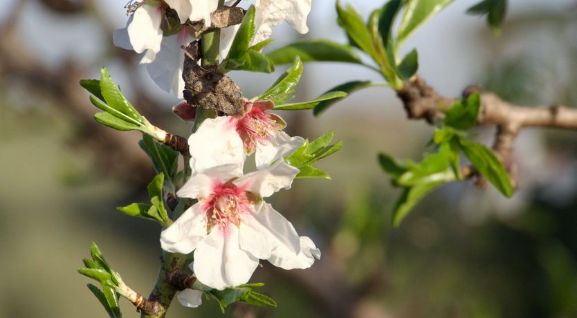 Photo of The Uszdžeg