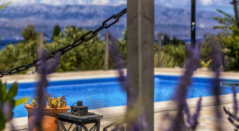 Photo of A Nest of Dolphins