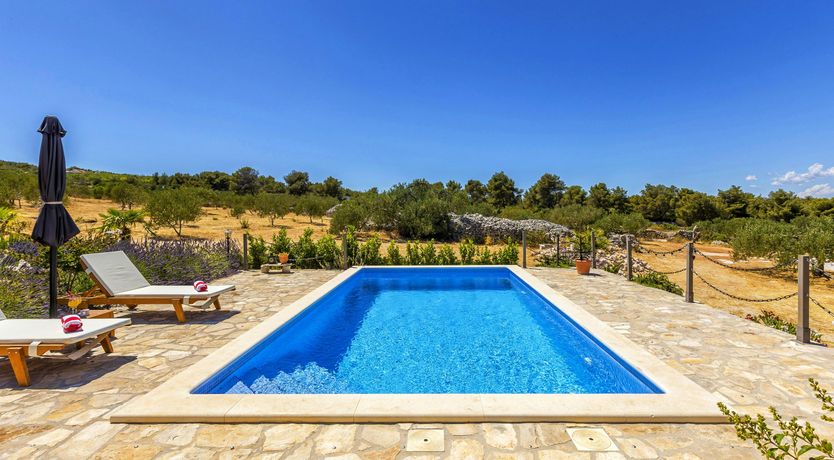 Photo of A Nest of Dolphins