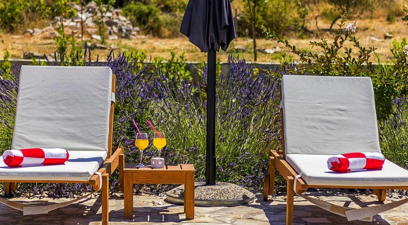 Photo of A Nest of Dolphins