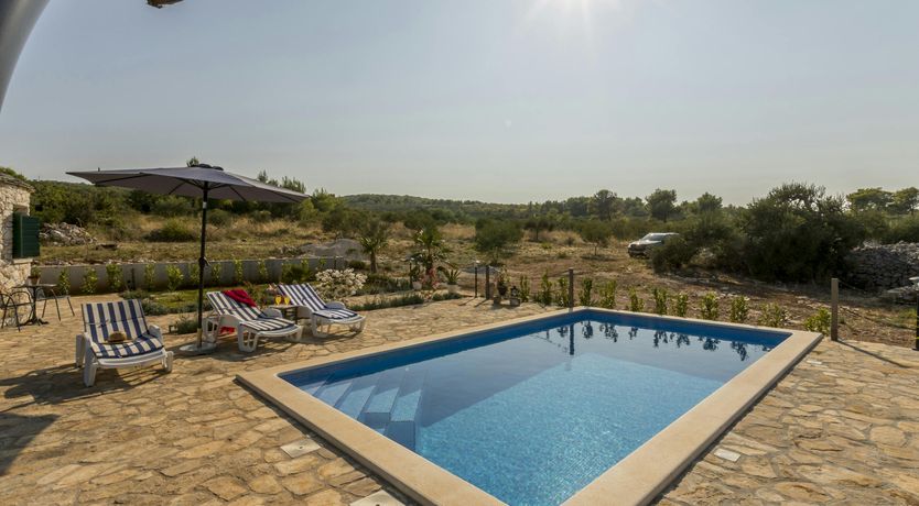 Photo of A Nest of Dolphins