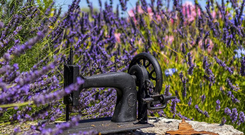 Photo of A Nest of Dolphins
