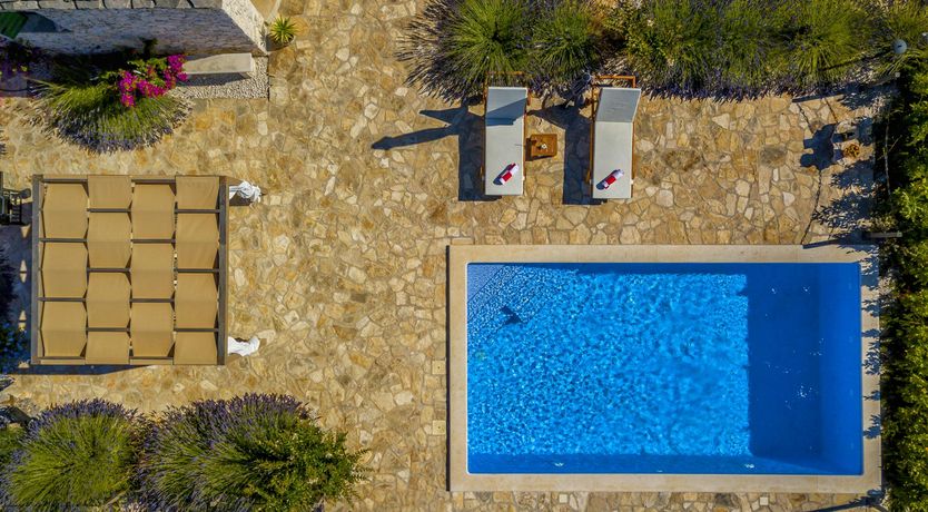 Photo of A Nest of Dolphins