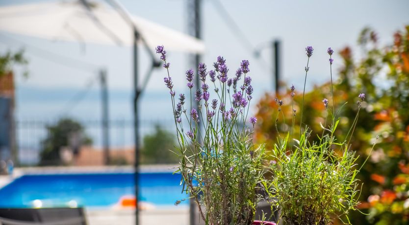 Photo of The Bodhi Tree
