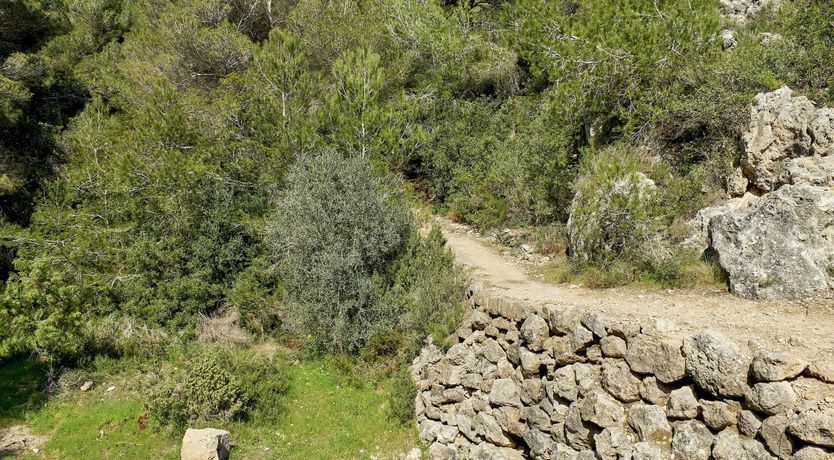 Photo of Pearly White