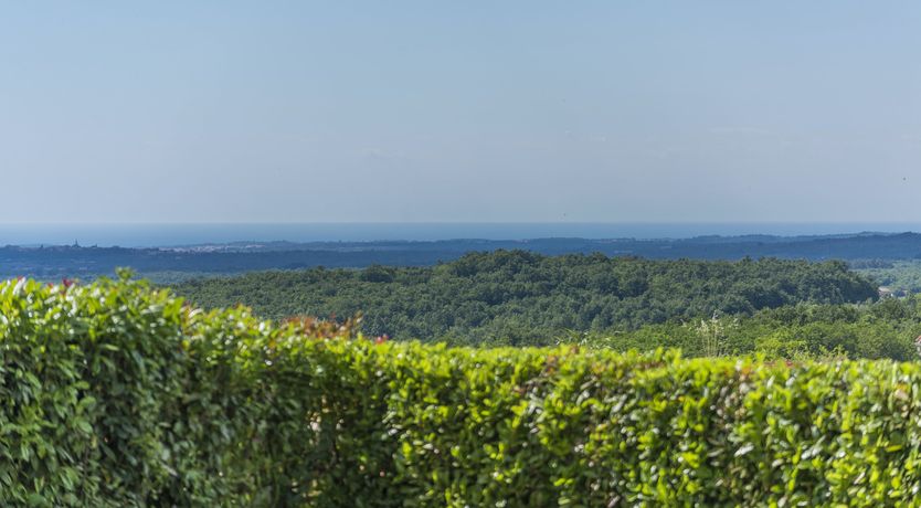 Photo of Sunshine Shimmer