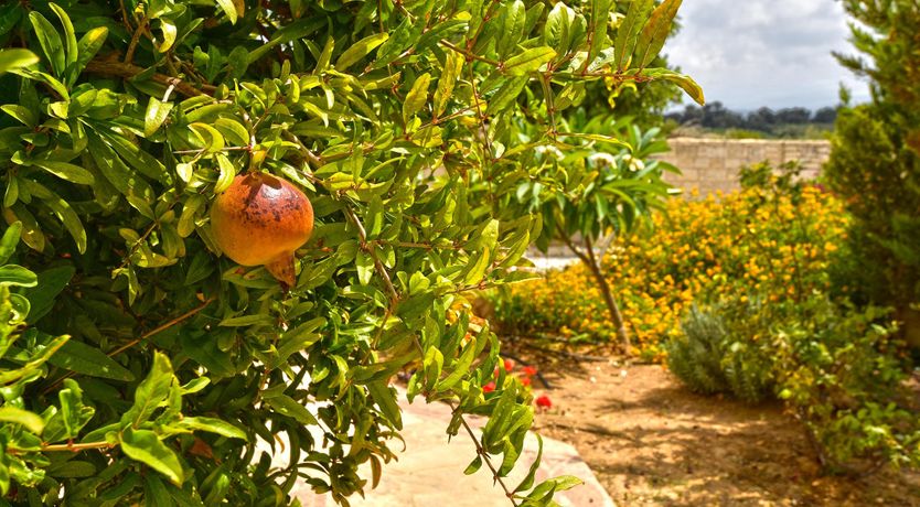 Photo of Amid Olive Groves