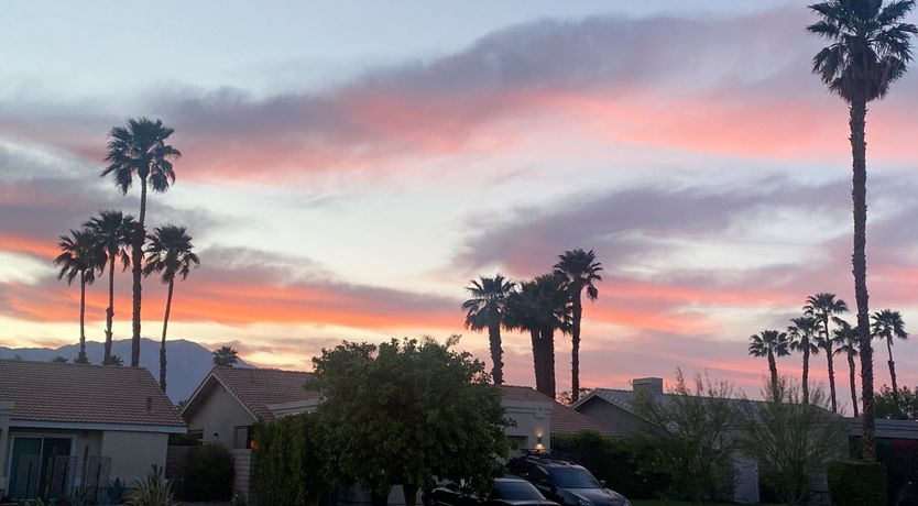 Photo of A Palm Tree Affair