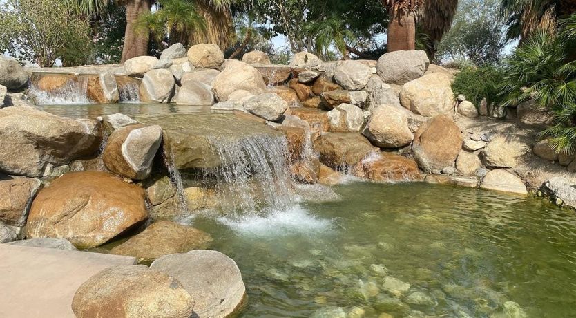 Photo of A Palm Tree Affair