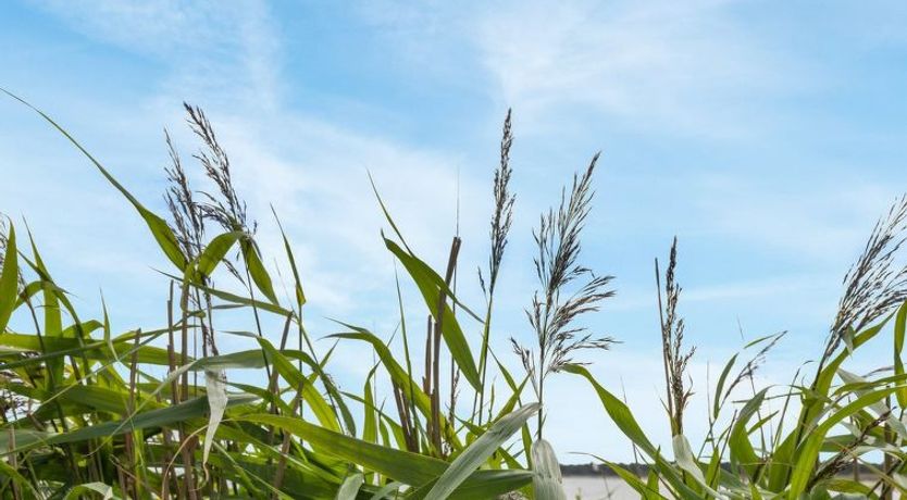 Photo of "Julietta" - 50m from the sea