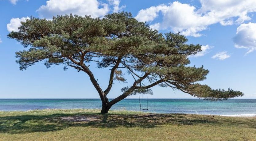 Photo of "Botolphus" - 20m from the sea