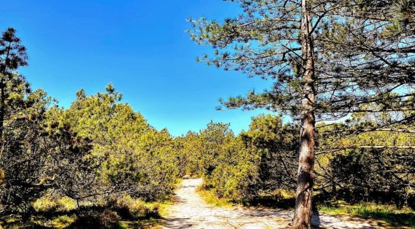 Photo of "Neia" - 640m from the sea