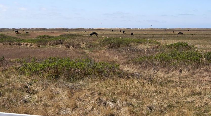 Photo of "Blomma" - 350m from the sea