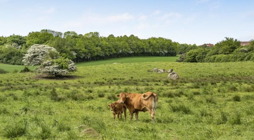 Photo of "Sigbritt" - 100m from the sea