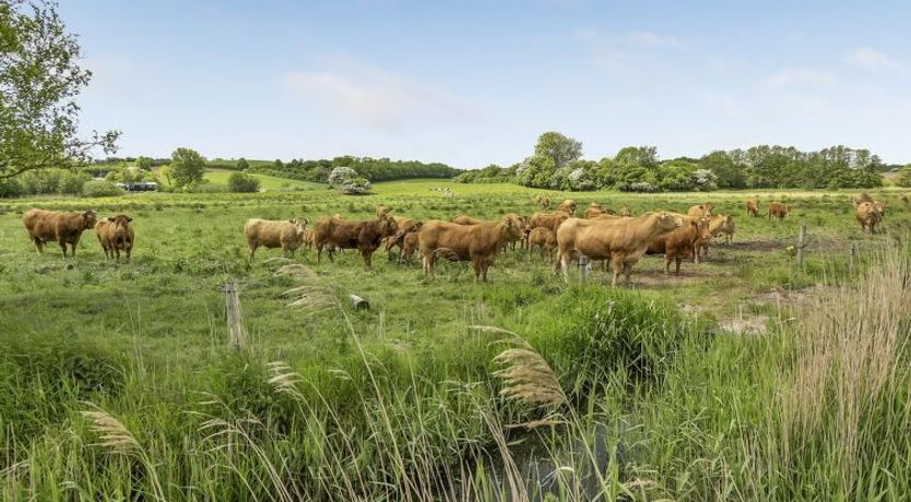 Photo of "Sigbritt" - 100m from the sea