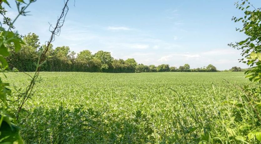 Photo of "Ilja" - 400m from the sea