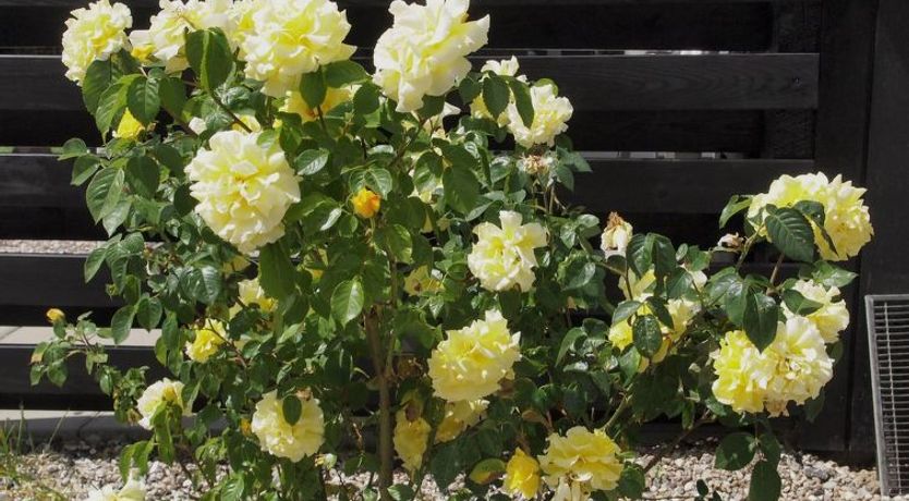 Photo of "Hortensia" - 350m from the sea