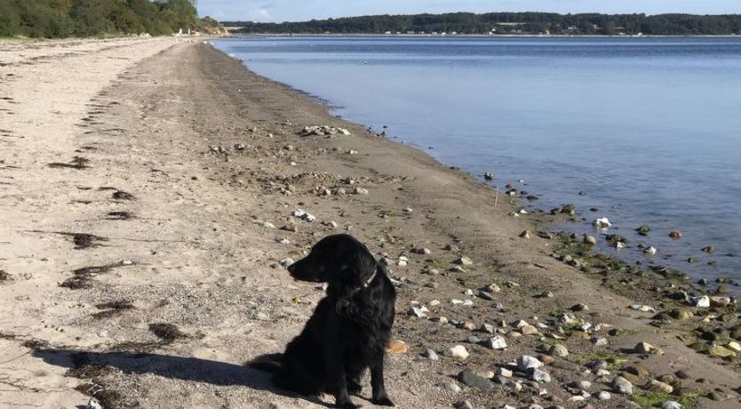 Photo of "Lander" - 20m from the sea