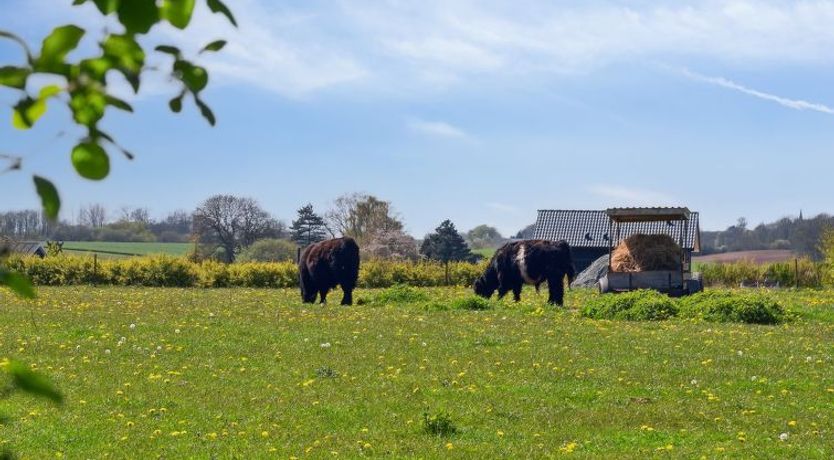 Photo of "Bjarke" - 200m from the sea