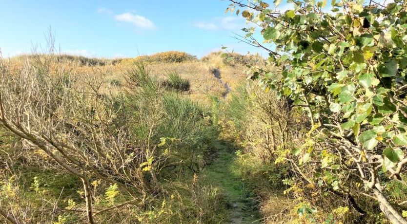 Photo of "Osa" - 150m from the sea