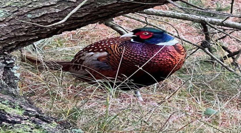 Photo of "Bogatin" - 1km from the sea