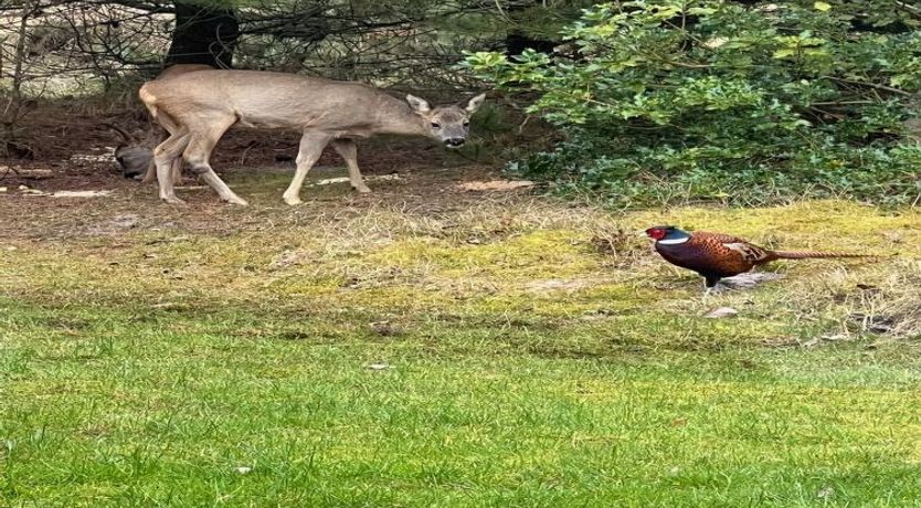 Photo of "Bogatin" - 1km from the sea